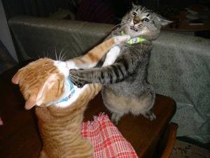 Cats fighting like noobs
